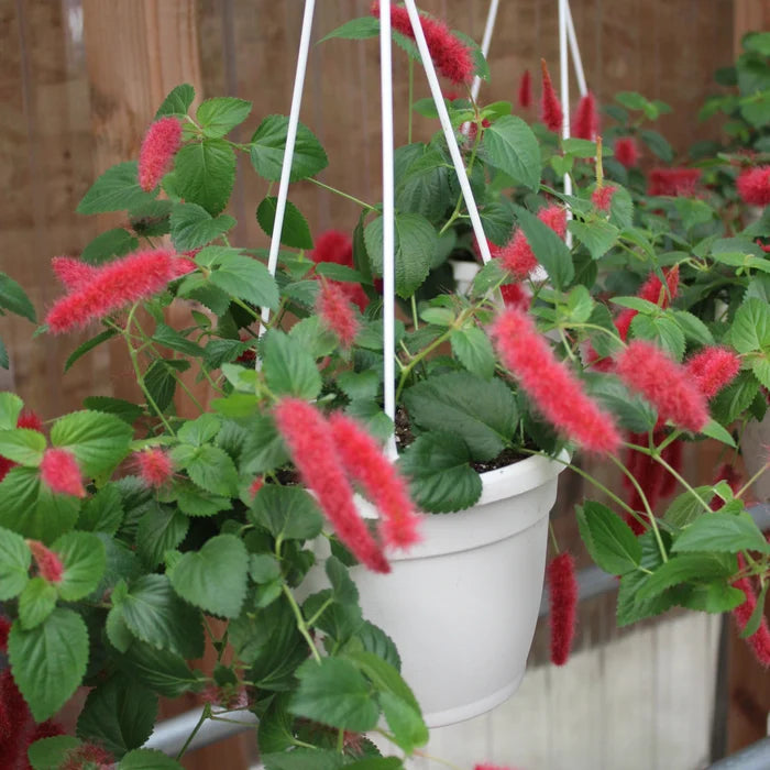 Chenille Plant Hanging Basket