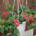 Chenille Plant Hanging Basket