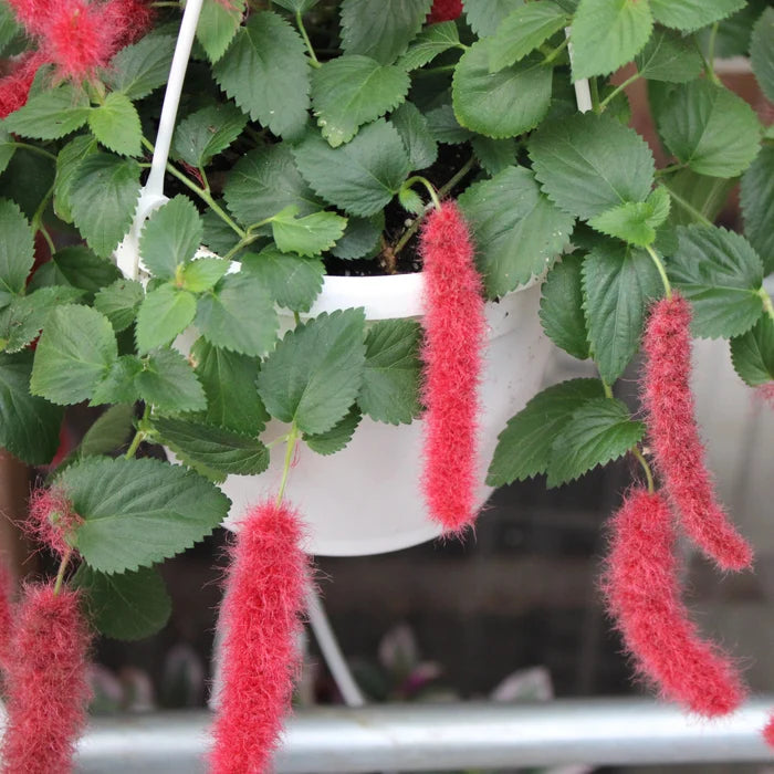 Chenille Plant  Flower Hanging Basket