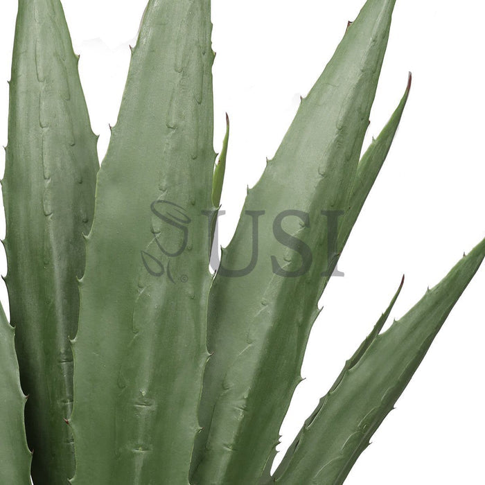 Agave Succulent Plant x19 Leaves Potted, 38in, Green