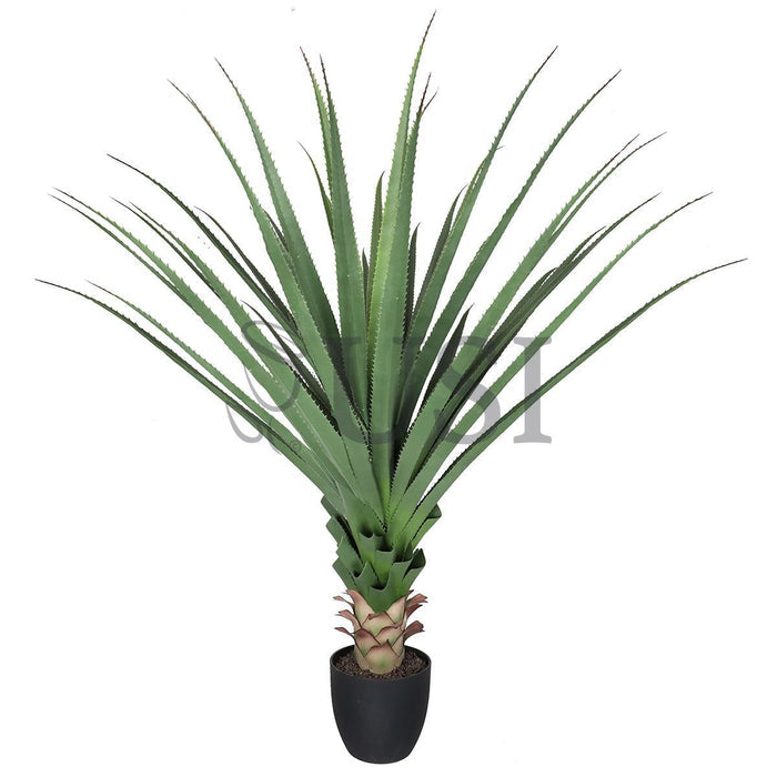 Agave Succulent Plant x36 Leaves Potted, 48in, Green