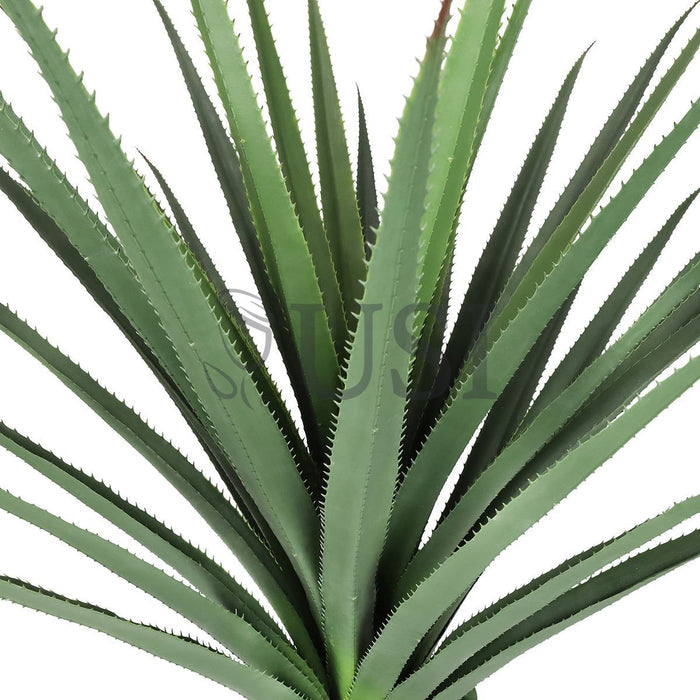 Agave Succulent Plant x36 Leaves Potted, 48in, Green