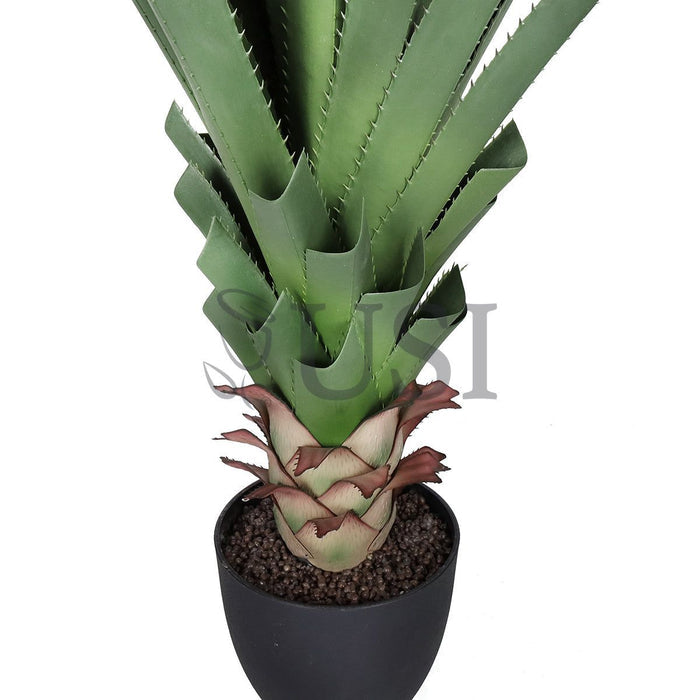 Agave Succulent Plant x36 Leaves Potted, 48in, Green