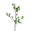 Aglaia Odorata Spray