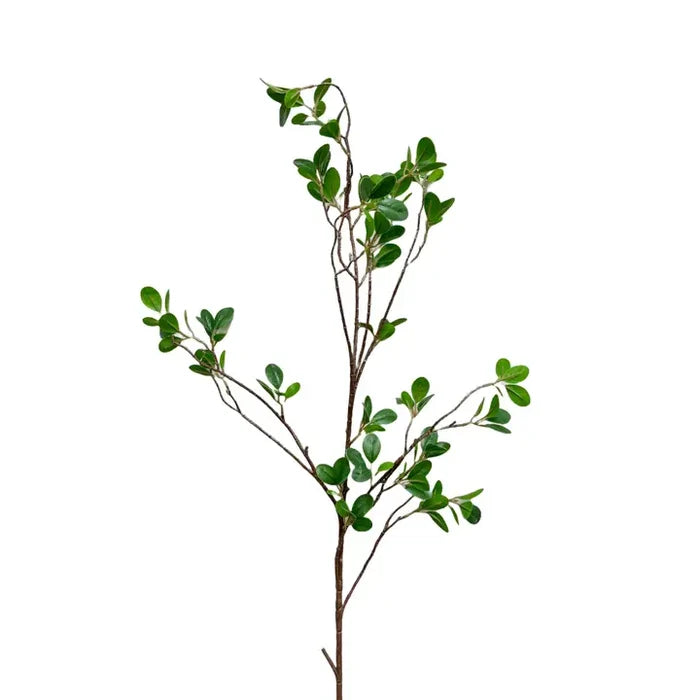 Aglaia Odorata Spray