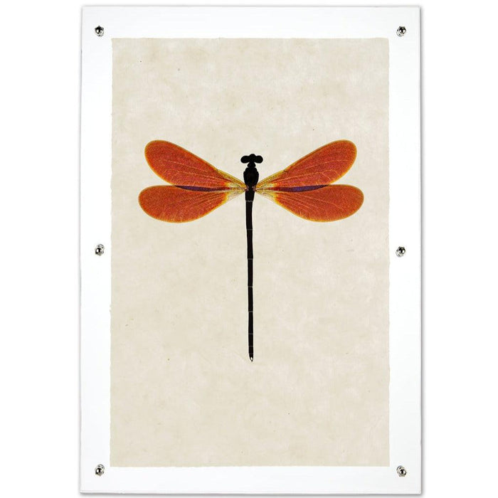 Amber Damsel Dragonfly print on handmade paper, framed with clear acrylic and silver standoffs.