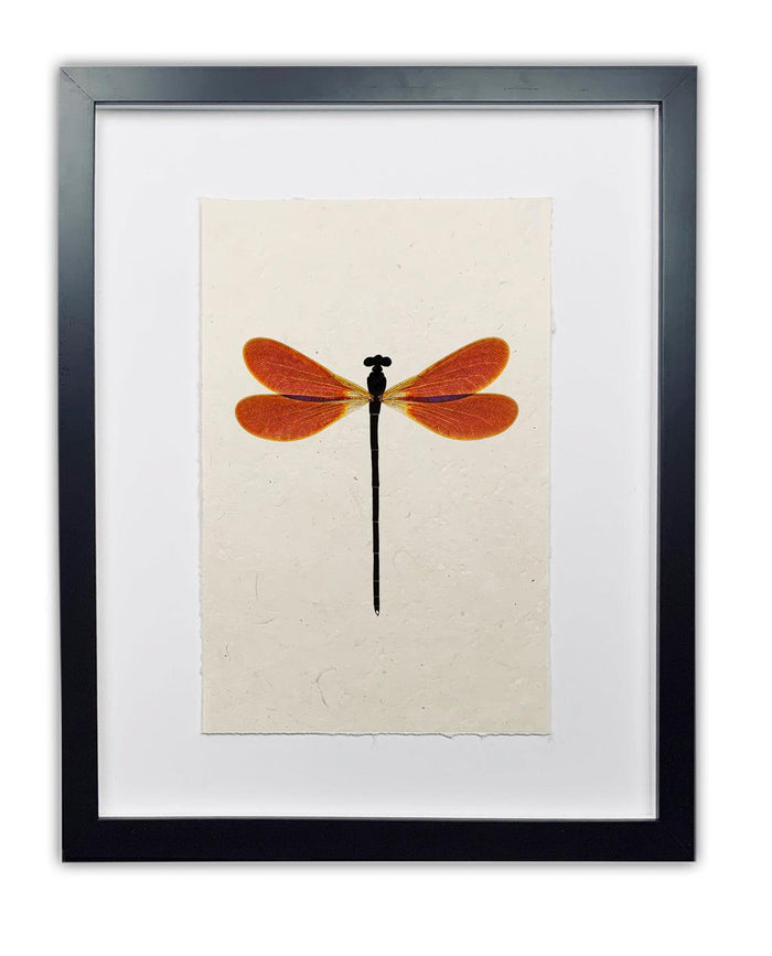 Framed Amber Damsel Dragonfly print on handmade paper, black frame, white mat.