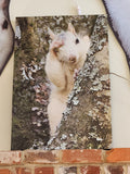 Art Print - Shy White Squirrel by Ruth Cech