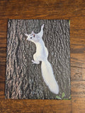 Art Print - White Squirrel Canvas Art Prints - 16"x24" Wildlife Photography by Ruth Cech