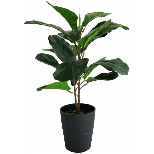 Fiddle Leaf Plant 17 Leaf 60cm