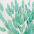 Baby Blue Dried Bunny Tails Close Up - Image