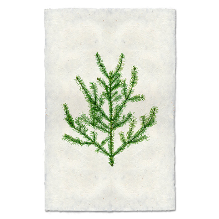 Balsam Fir green branch print on textured, off-white handmade Nepalese paper with deckled edges.