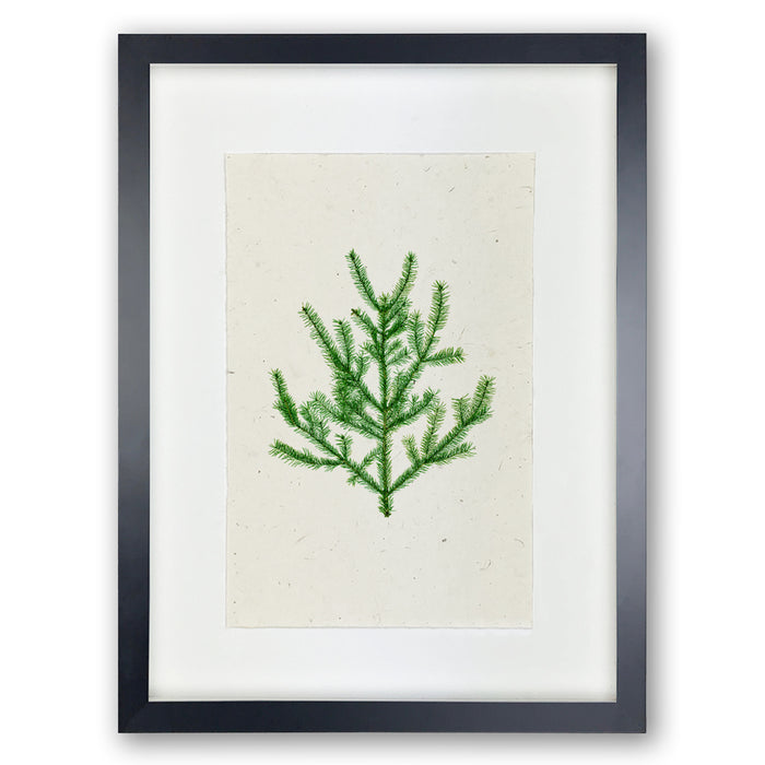 Balsam fir branch print on handmade Nepalese paper, framed in black with a white mat.