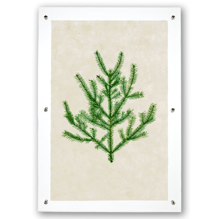 Balsam Fir green branch print on textured handmade Nepalese paper, framed with clear acrylic and silver hardware.