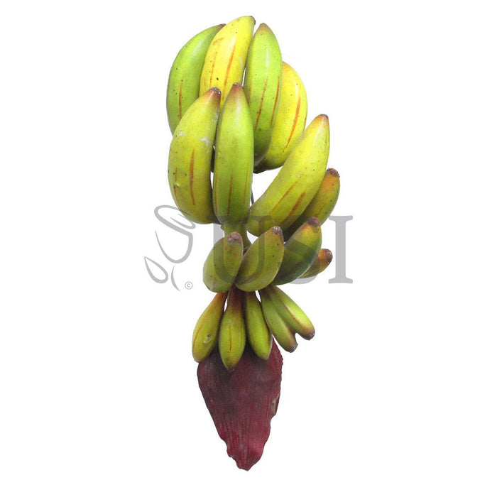 Banana Cluster, 11in, Yellow Green
