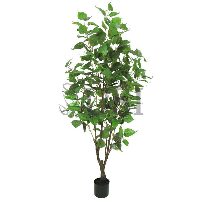 Birch Leaf Tree Potted, 5.5ft, Green