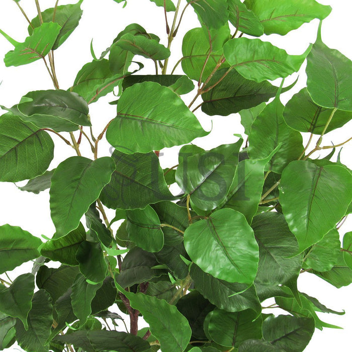 Birch Leaf Tree Potted, 5.5ft, Green