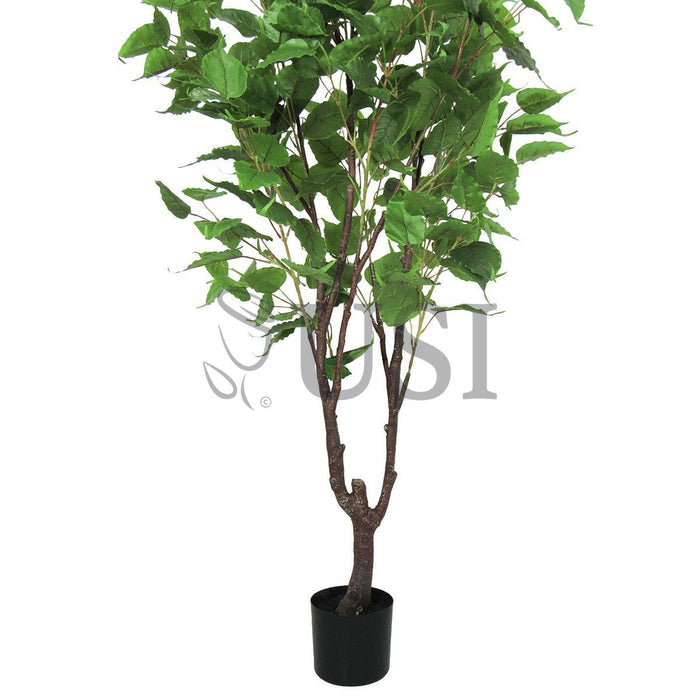 Birch Leaf Tree Potted, 6.5ft, Green