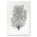 Black Sea Fan #2 wall art print on handmade Nepalese paper with deckled edges.