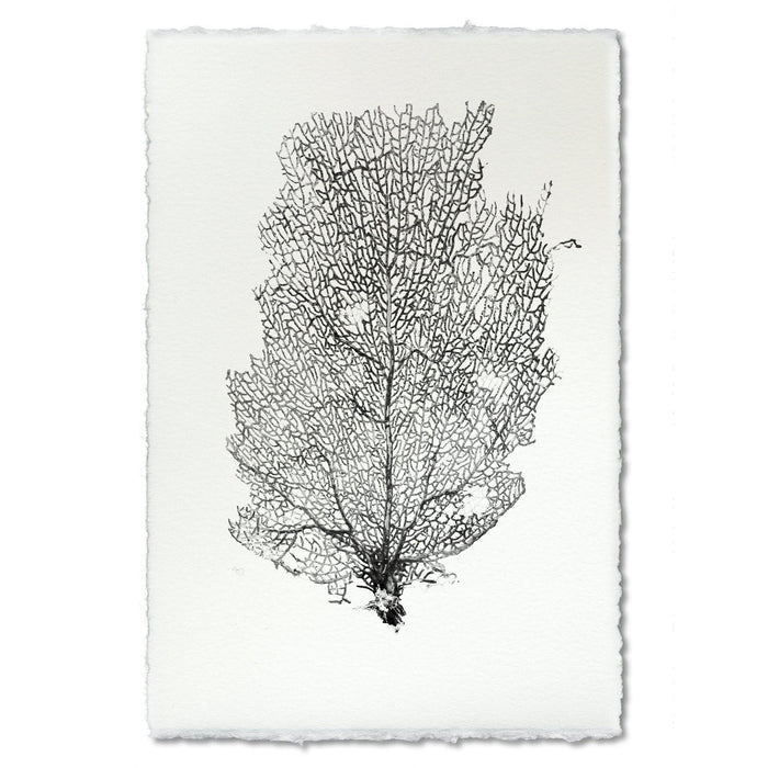 Black Sea Fan #2 wall art print on handmade Nepalese paper with deckled edges.