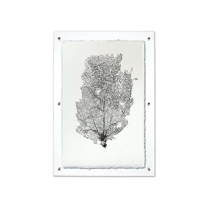 Black Sea Fan #2 wall art print on handmade Nepalese paper, framed in clear acrylic.