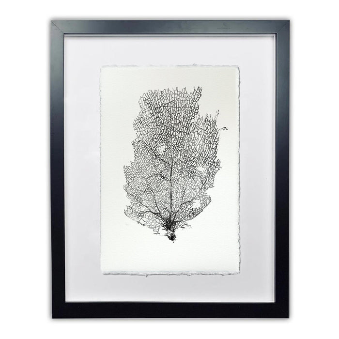 Black Sea Fan #2 wall art print, black intricate coral design on handmade paper, framed.