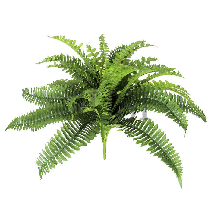 Boston Fern Greenery Bush x36lvs, 20in, Green