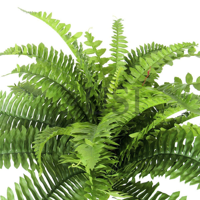Boston Fern Greenery Bush x36lvs, 20in, Green