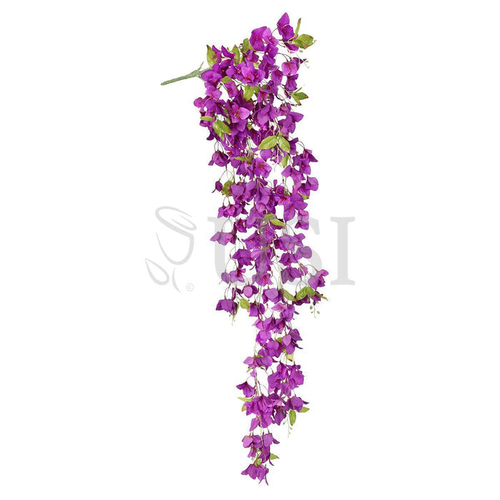 Bougainvillea Hanging Flower Cluster Spray Bush x7, 50in, Purple