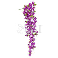 Bougainvillea Hanging Flower Cluster Spray Bush x7, 50in, Purple