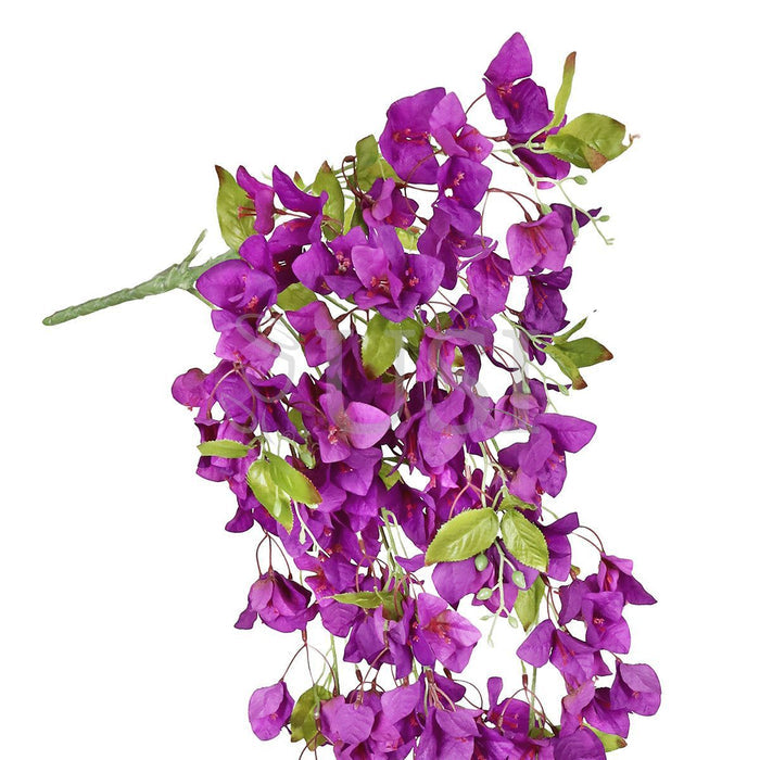 Bougainvillea Hanging Flower Cluster Spray Bush x7, 50in, Purple