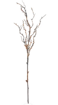Brown Moss Branch