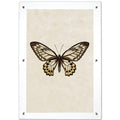 Butterfly #12 wall art print on handmade paper, framed in clear acrylic with silver standoffs.