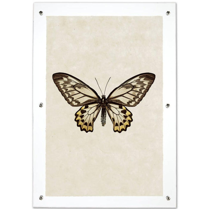 Butterfly #12 wall art print on handmade paper, framed in clear acrylic with silver standoffs.