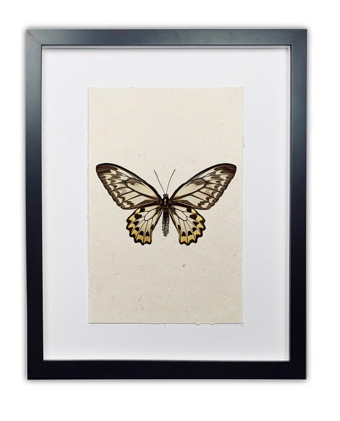 Framed Butterfly #12 print on handmade paper, featuring a white, black, and yellow butterfly.