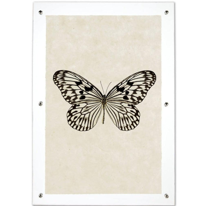 Butterfly #14 black and white print on handmade paper, framed in clear acrylic with silver standoffs.
