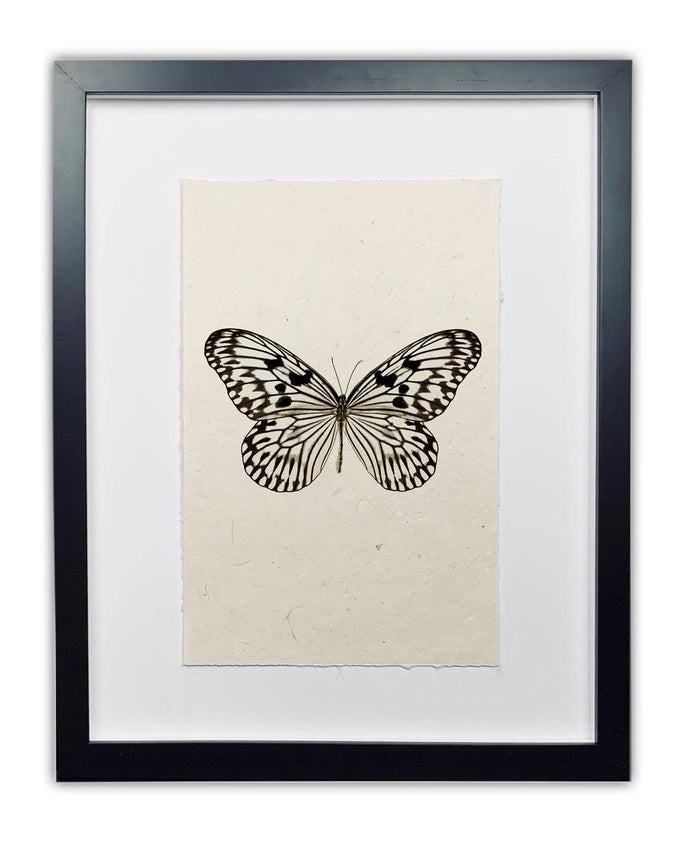 Framed Butterfly #14 black and white print on handmade paper, by Dennis and Roy.