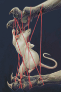 Cats Cradle