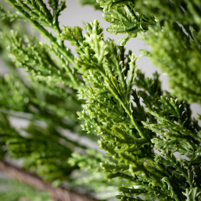 Cedar Green Spray