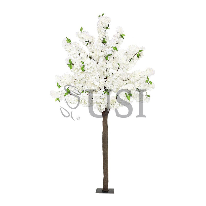 Cherry Blossom Flower Tree Triple Bloom, 6ft, Cream White