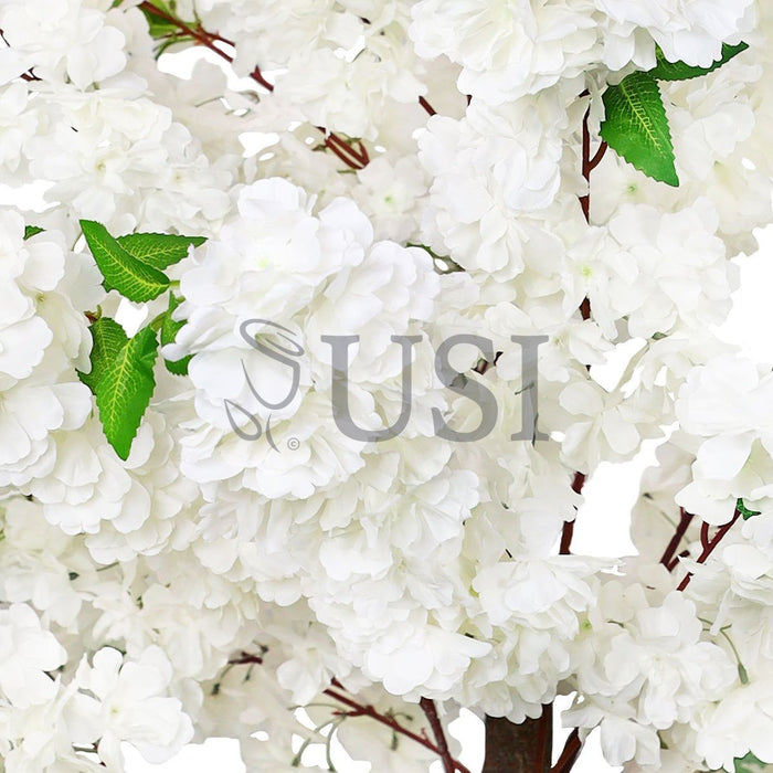 Cherry Blossom Flower Tree Triple Bloom, 6ft, Cream White