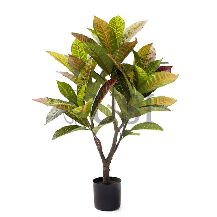 Croton Leaf Plant Potted, 2.5ft, Natural