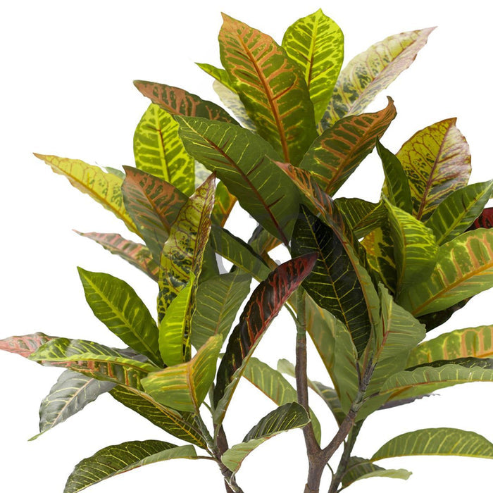 Croton Leaf Plant Potted, 2.5ft, Natural