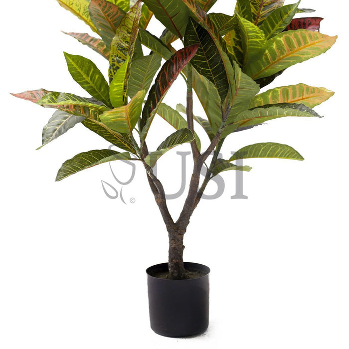 Croton Leaf Plant Potted, 2.5ft, Natural