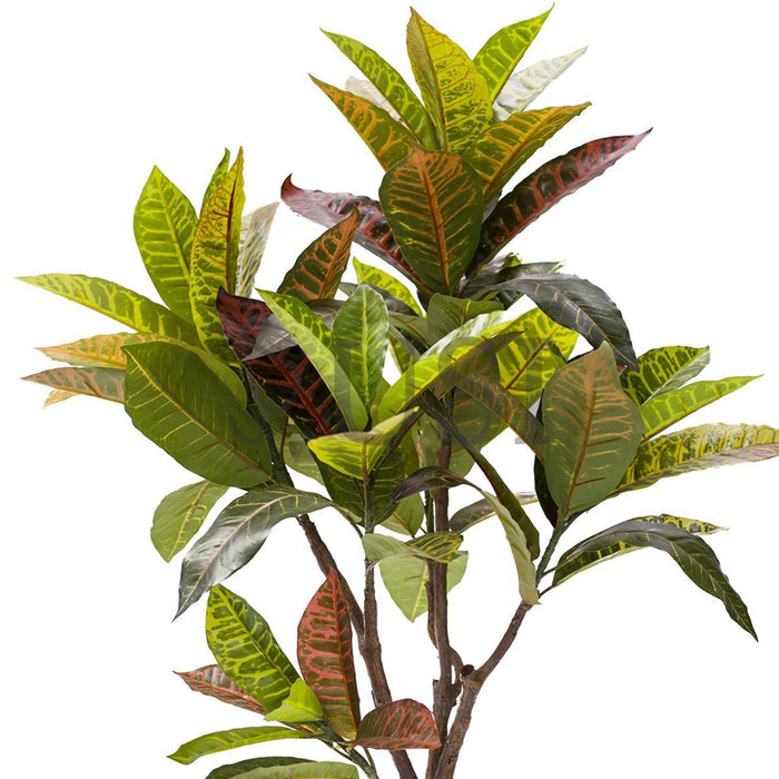 Croton Leaf Plant Potted, 3.5ft, Natural