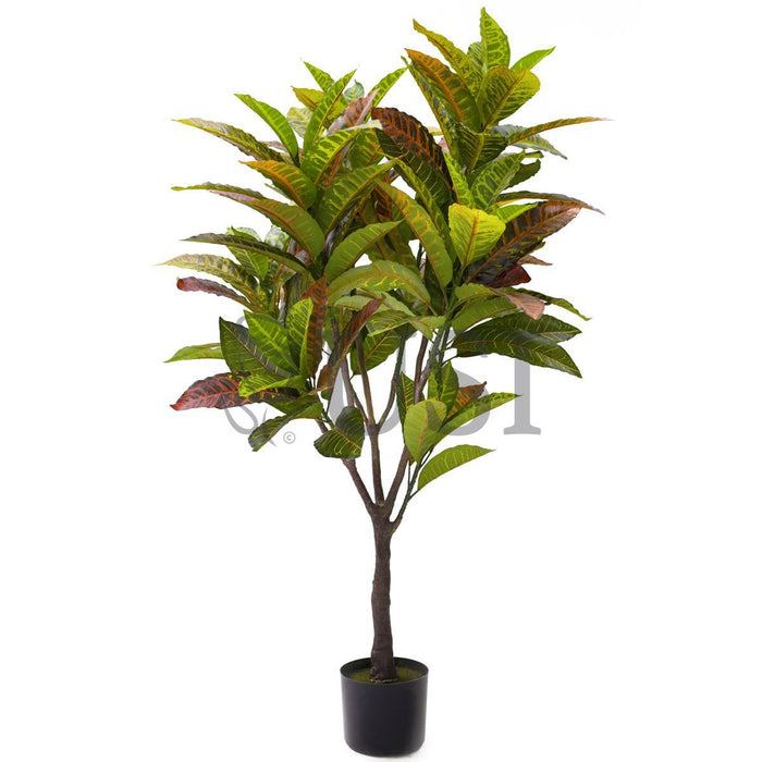 Croton Leaf Plant Potted, 4ft, Natural