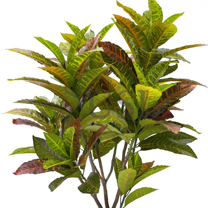 Croton Leaf Plant Potted, 4ft, Natural