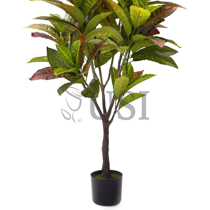 Croton Leaf Plant Potted, 4ft, Natural