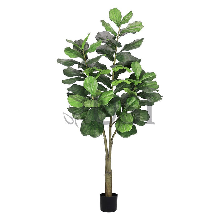 Deluxe Fiddle Tree Potted, 6ft, Green