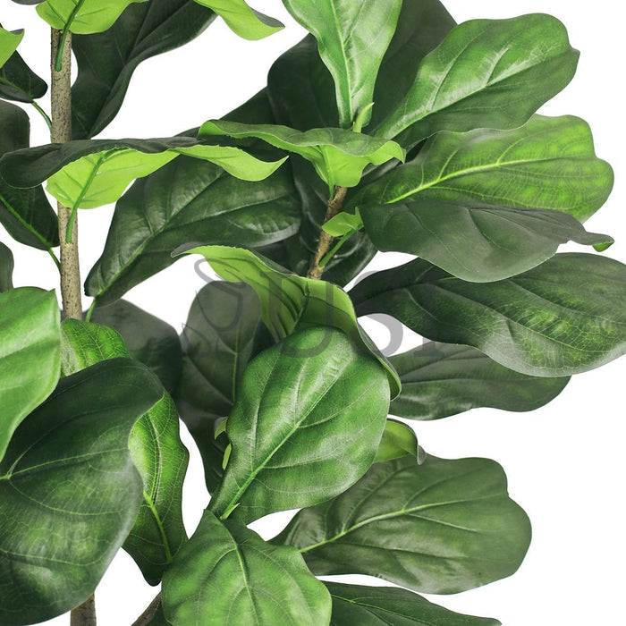 Deluxe Fiddle Tree Potted, 6ft, Green